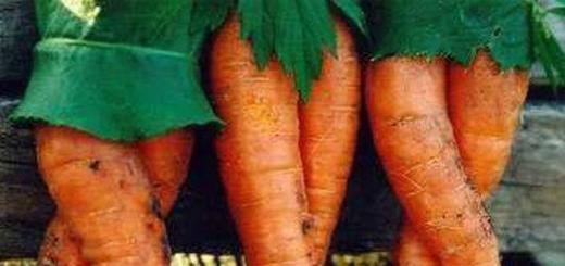 Загадки про моркву Загадка про моркву у в'язниці