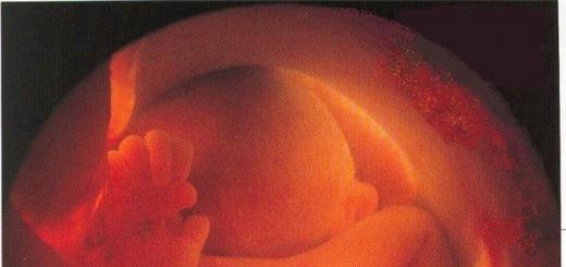 Foto des Fötus, Foto des Bauches, Ultraschall und Video über die Entwicklung des Kindes