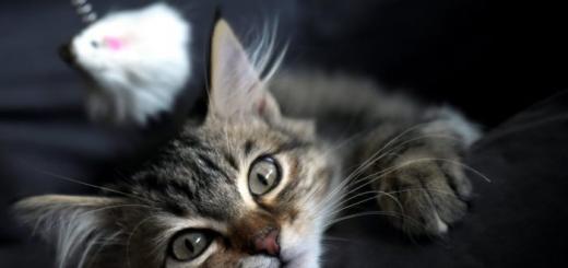 Чому кішки та коти мурчать?