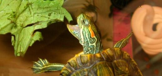 Was soll man einer Rotohrschildkröte füttern – was kann man geben und was nicht?