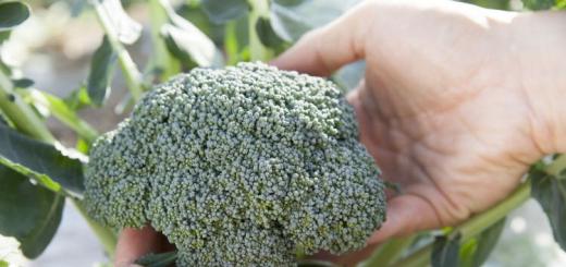 Ako pestovať brokolicu - pravidlá a tajomstvá produktivity!