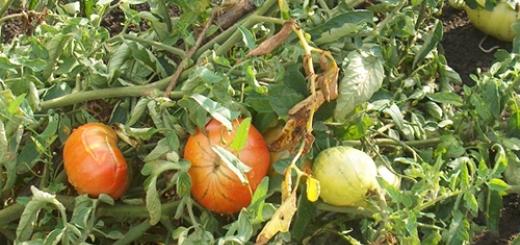 Ako sa vysporiadať s molicou na paradajkách v skleníku?