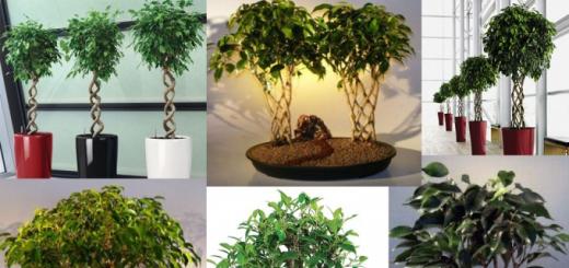 Възпроизвеждане на Ficus Benjamin - фото инструкции как да получите малки „фикусни растения“ у дома