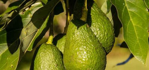 Как да отгледаме авокадо от семена у дома, подробности за грижите